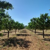 LAINCO comienza en Mallorca los ensayos de SENSATIOR, la solucin contra Xylella fastidiosa