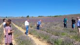 La investigación sobre las plantas aromáticas contribuye a convertirlas en un cultivo de interés para fijar población en zonas rurales