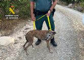 La Guardia Civil investiga a un vecino de Las Torres de Cotillas por el abandono de una perra y sus ocho cachorros