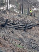 La Comunidad regenera la zona forestal de El Cabezo de El Palomar en el Parque Regional de El Valle y Carrascoy