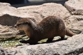 Terra Natura Murcia amplía su grupo de nutrias con la llegada de cuatro nuevos ejemplares Terra Natura Murcia amplía su grupo de nutrias con la llegada de cuatro nuevos ejemplares