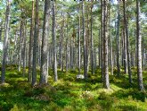 Celebrar con Arkopharma el Da Mundial del Medio Ambiente