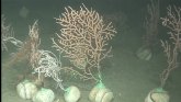 Ms de 250 corales y gorgonias recuperados en el marco del proyecto LIFE Ecorest han sido liberados en el litoral cataln con la colaboracin del sector pesquero