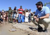 Regin de Murcia: 'Territorio Tortuga'. Liberan 30 tortugas bobas en Isla Plana