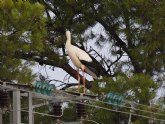 Electrocucin en directo de un bando de cigenas blancas en Calasparra