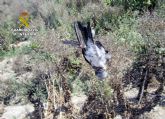 La Guardia Civil investiga a un hombre por caza furtiva de aves fringílidas