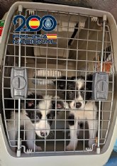 La Policía Nacional desarticula una organización criminal dedicada a la cría y venta ilegal de cachorros