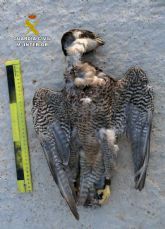 La Guardia Civil investiga a una persona por la muerte de un halcón peregrino en Librilla