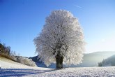 Las heladas del fin de semana provocan graves danos en frutales y almendros de varias regiones espanolas