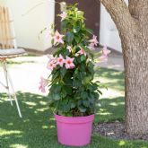 Preparar las plantas para cuando nos vayamos de vacaciones y encontrarlas an esplndidas a la vuelta (S, !es posible!)