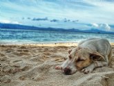 Los trucos ms sencillos y eficaces de Maskowe para quitar el miedo al agua de los perros