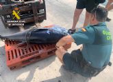 La Guardia Civil detecta a dos pescadores furtivos con un atn rojo en El Gorguel