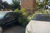 Danos en vehculos al caer ramas por viento en Jos Mara Lapuerta