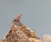 Estudiarn y monitorizarn la poblacin de aves en la Zona de Especial Proteccin de Almenara-Moreras-Cabo Cope