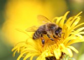 Inmunoterapia para alrgicos al veneno de abejas y avispas