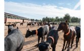 La felicidad animal como sinnimo de calidad: Cantero de Letur celebra el Da Mundial de los Animales