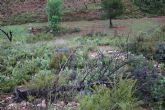 Carboon Proof reforestar 39 hectreas arrasadas por incendios forestales en Gtova