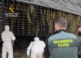 La Guardia Civil desmantela en Jumilla un cultivo de marihuana con ms de 3.500 plantas