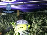 La Polica Nacional desmantela cinco macroplantaciones destinadas al cultivo masivo de marihuana