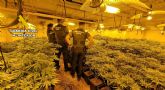 La Guardia Civil desmantelar, en Archena, un grupo delictivo que cultivaba gran cantidad de marihuana La Guardia Civil desmantelar, en Archena, un grupo delictivo que cultivaba gran cantidad de marihuana