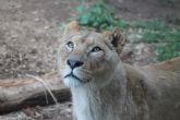 Dos leones africanos llegan a Terra Natura Murcia