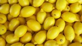 ASAJA Murcia reclama ayudas directas a los productores de limón de la Unión Europea