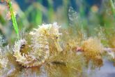 Localizados nuevos ejemplares juveniles de caballitos de mar y nacras que refuerzan su presencia en el Mar Menor