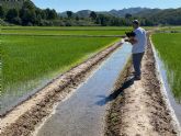 La Comunidad y la DOP de Calasparra avanzan en la estrategia para reducir el uso de fitosanitarios qumicos en el cultivo del arroz