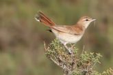 ANSE solicita medidas urgentes para evitar la extinción del alzacola, el pájaro más amenazado de la Región de Murcia