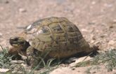 Plan de Conservacin de la Tortuga Mora