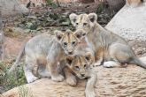 Terra Natura Murcia celebra el nacimiento de tres leones africanos