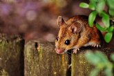 La pobreza energtica acenta la exposicin a plagas de insectos y roedores entre la poblacin ms vulnerable