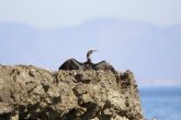 Medio Ambiente censa ms de 7.700 aves invernantes en los espacios naturales protegidos prximos a la base area de San Javier