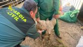 La Guardia Civil esclarece dos robos en granjas de la comarca del Noroeste La Guardia Civil esclarece dos robos en granjas de la comarca del Noroeste