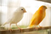 Piumer, marca especializada en productos de calidad para aves y pjaros