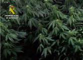 La Guardia Civil desmantela en Cieza un grupo delictivo que cultivaba y distribuía gran cantidad de marihuana