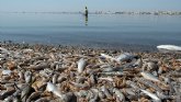 ANSE, Ecologistas en Accin y SEO/BirdLife presentan su escrito de acusacin sobre el 'caso Topillo' por la destruccin del Mar Menor