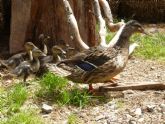 Las suaves temperaturas adelantan la llegada de aves silvestres a Terra Natura Murcia