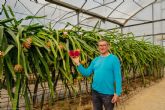 Un agricultor introduce con xito el cultivo de la pitaya en el levante espanol