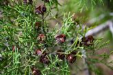 La plantación de más de 2.500 ejemplares de ciprés de Cartagena en Calblanque mejorará la resistencia forestal al cambio climático