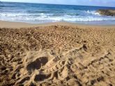 Detectado el primer intento de anidamiento de tortuga boba en costas de la Región de Murcia durante el actual verano