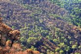 El colegio de ingenieros forestales solicita la mxima alerta frente a posibles incendios que pueden darse en plena ola de calor en todo el mes de agosto