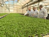 Murcia lidera la producción de plantones hortícolas