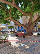 Uno de los ficus de La Glorieta inicia un proceso natural de exudacin de savia