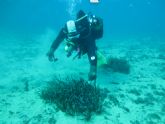 La Comunidad realiza trabajos de restauracin de las praderas de Posidonia oceanica en la baha del Hornillo en guilas