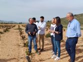 Las tres denominaciones de origen de la Región de Murcia concentran el 72 por ciento de la producción de uva monastrell de toda España