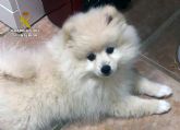 La Guardia Civil localiza en Valencia un cachorro de Pomerania desaparecido en Cabo de Palos-Cartagena