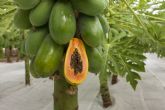 Grupo Durn comercializar de forma pionera frutas tropicales producidas en la Regin al resto de Europa