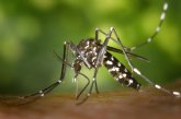 Piden extremar la vigilancia en huertos y balcones para evitar la proliferación del mosquito tigre