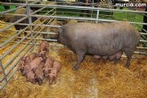 Un total de 25 granjas de cuatro comunidades autnomas se reparten los 32 premios Porc dOr Ibrico en su VI edicin